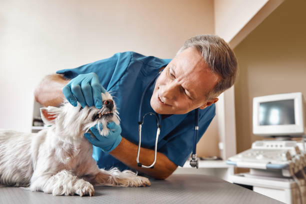 Best Same-Day Emergency Dentist in San Carlos Park, FL